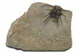 Fantastic, Spiny Dicranurus Trilobite - Lghaft, Morocco #350538-2